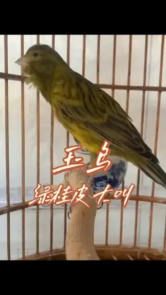 绿桂皮公鸟叫声播放