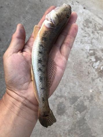 海边沙滩鱼种截图
