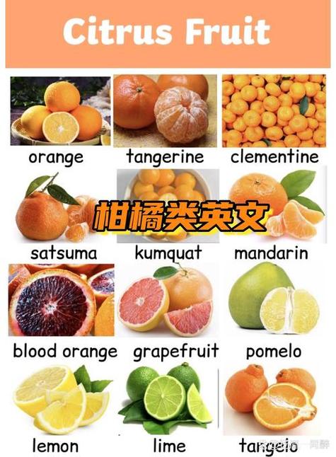 橘子和橙子英文截图