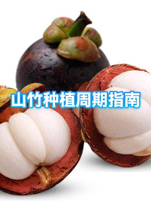 山竹一天吃6个可以吗