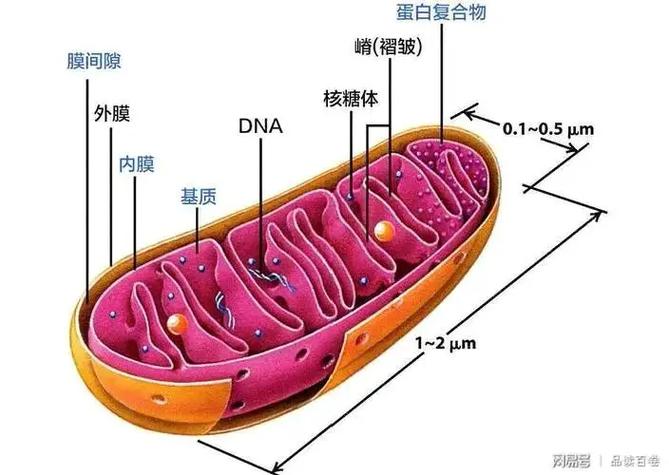 线粒体怎么补充