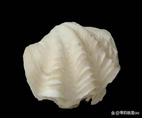 最大的贝壳是什么样子的