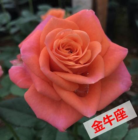 金牛座的真正守护花