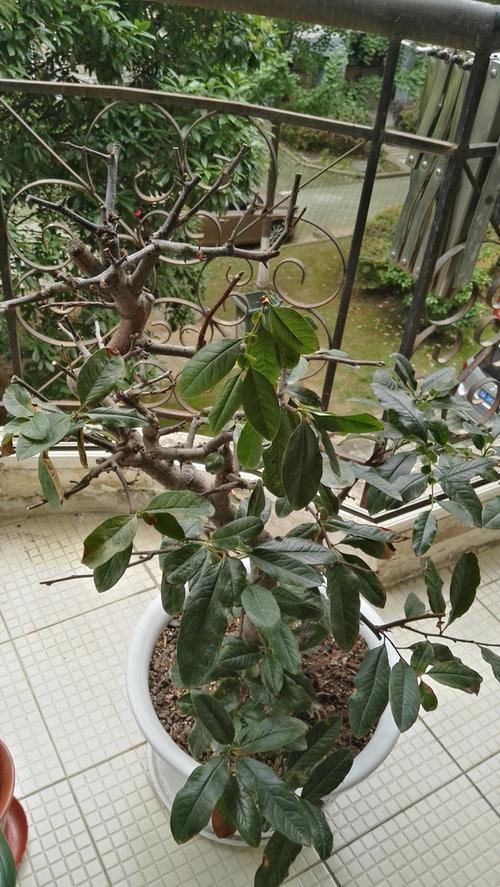 海棠叶子发黄