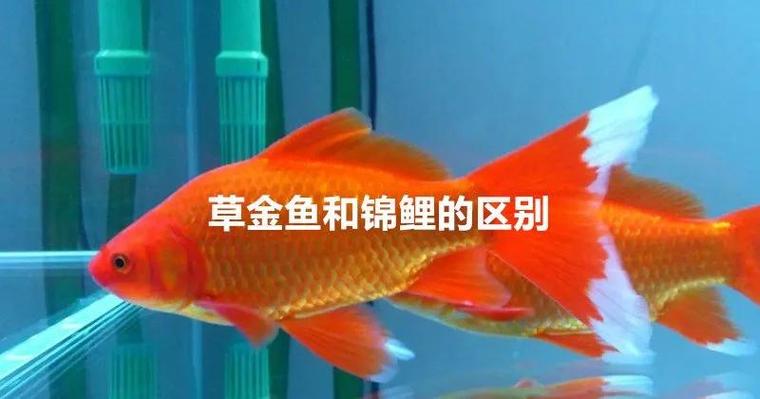 迷途动物锦鲤旧版和新版区别