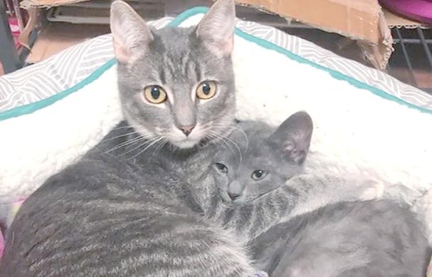 蓝猫生产视频图标