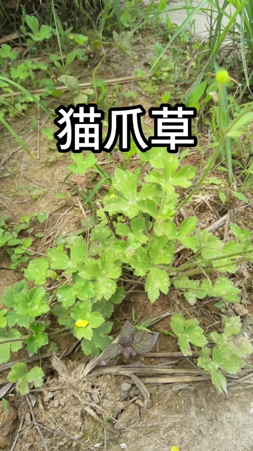 猫爪草全株图片截图