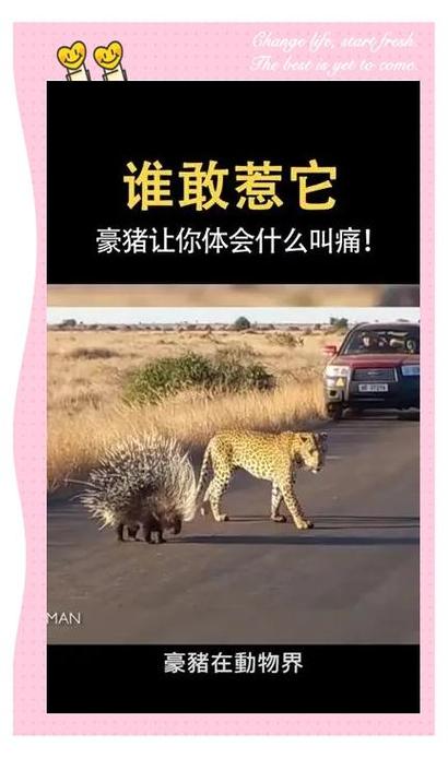 豪猪真的能赚钱吗截图