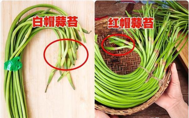 红帽和白帽蒜苔哪种好