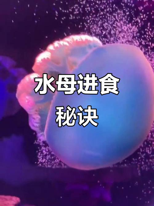 怎么判断水母是否饿了缩略图