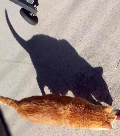 怎么给猫拍照加特效图标