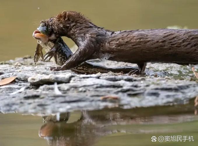 天花乱坠形容什么动物