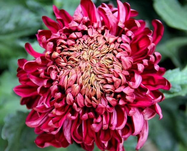 菊花长什么样子