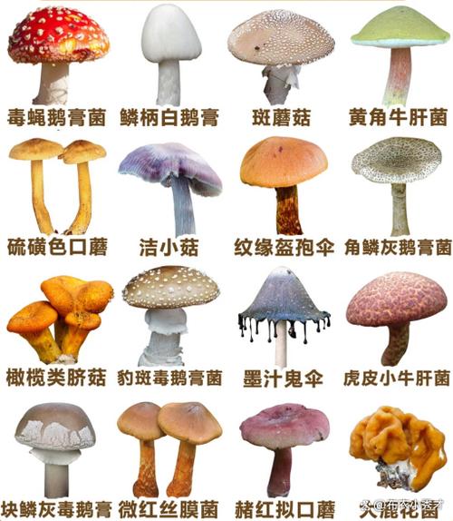 有毒的蘑菇长什么样
