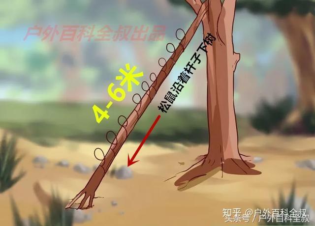 捕捉松鼠的最好方法缩略图