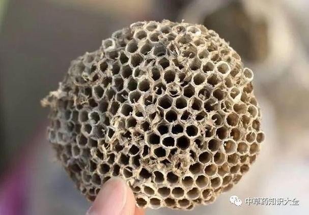 蜂房有哪些别名