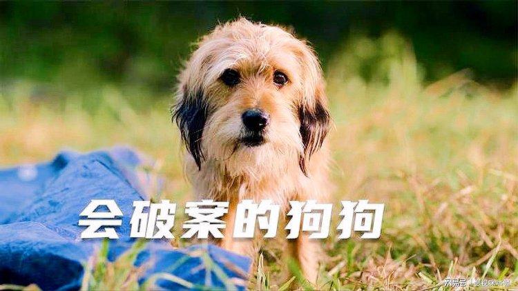 神探狗笨吉是什么犬种游戏截图