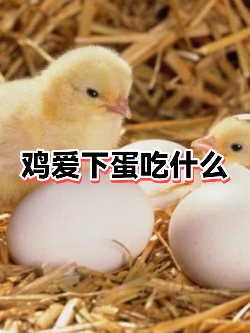 下蛋鸡吃什么爱下蛋
