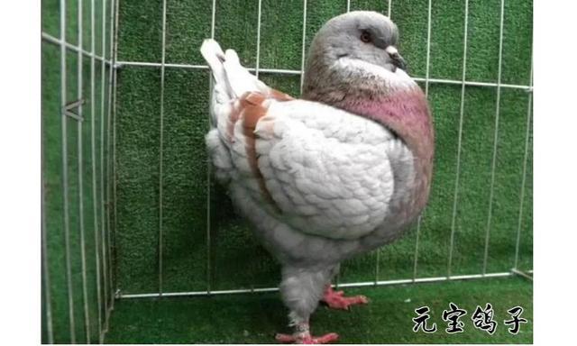 圆环鸽子比元宝鸽子大吗