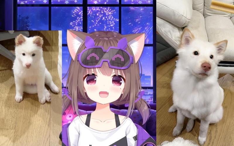 猪猪公主asaki年龄