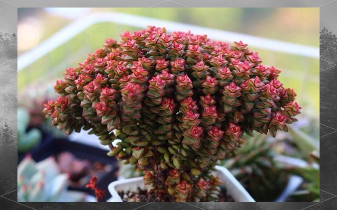 小米星多肉的寓意和象征