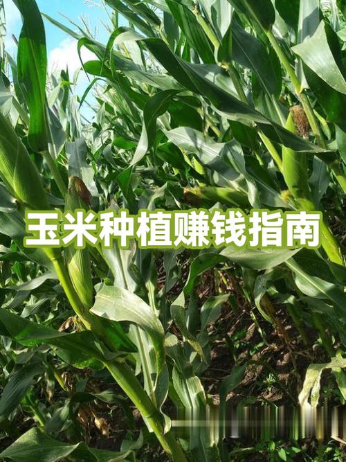 煮玉米卖赚钱吗