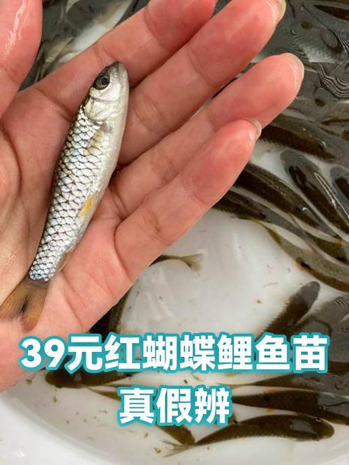 鲤鱼价格行情最新价格图标