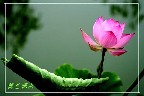 弄雨荷第16集在线观看