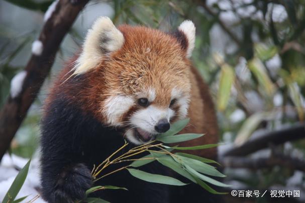 南京熊猫最新消息