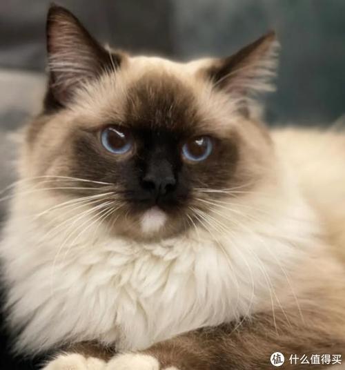 又像暹罗又像布偶的猫