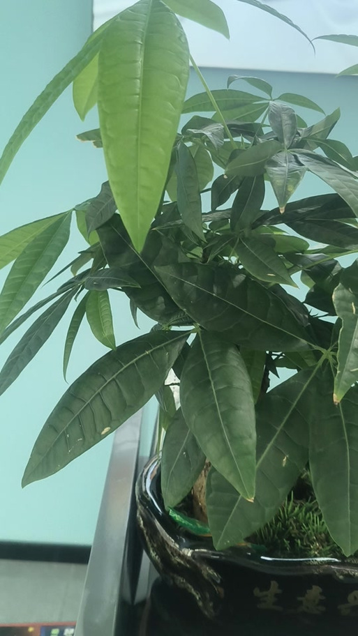 发财树长新芽是吉兆吗