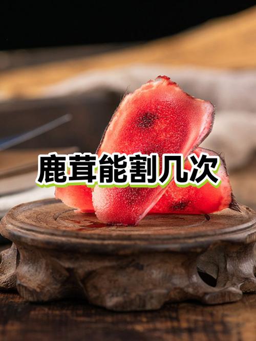 1片鹿茸片能喝几次