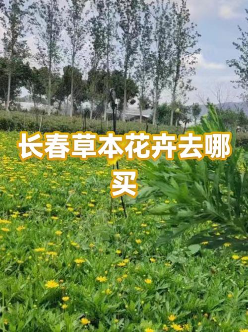 长春批发花卉哪里便宜