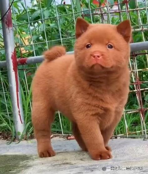 真假五红犬对比照片截图