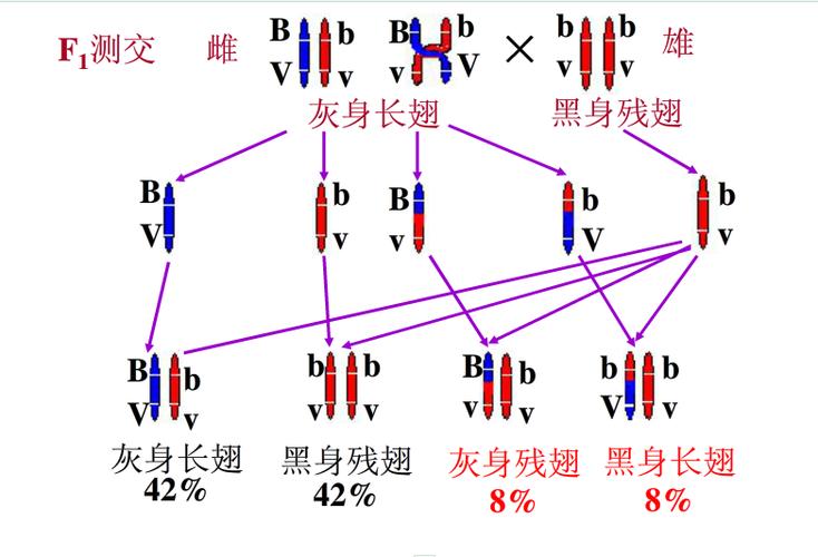 基因连锁分析的意义