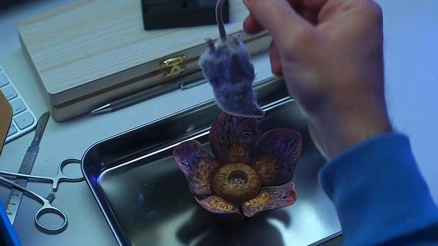食人花免费完整的电影