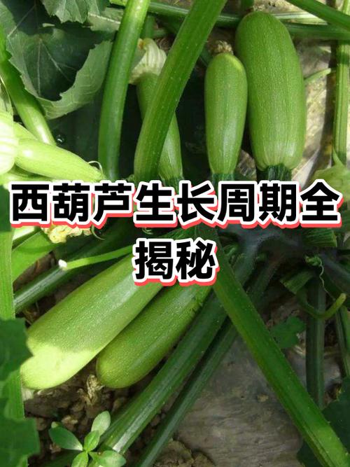 80公分大葫芦一颗能长多少个截图