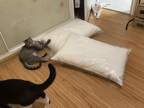 养三只猫咪压力大吗缩略图