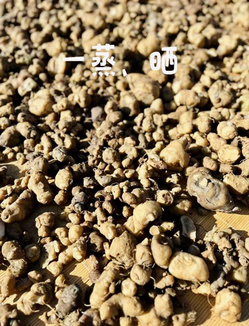 九蒸九晒苦味是坏了吗