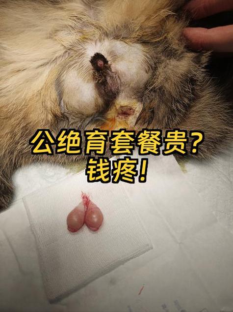 小公羊橡皮筋结扎办法