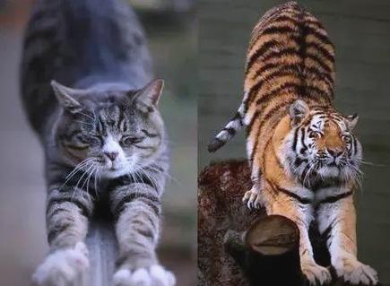 小花猫和老虎外形相似吗图片