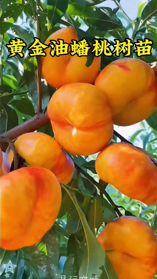 油蟠桃最好品种截图
