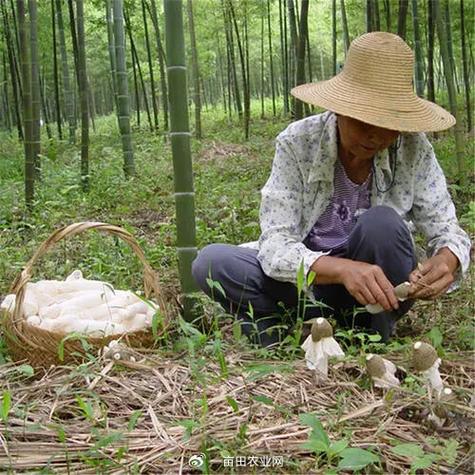 树下种植什么挣钱
