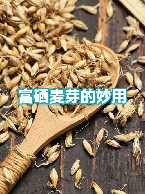 小麦种子