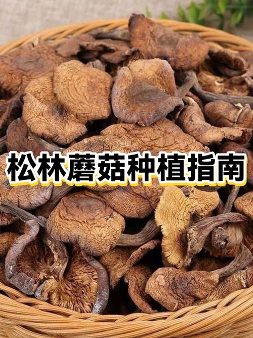 怎么种蘑菇缩略图
