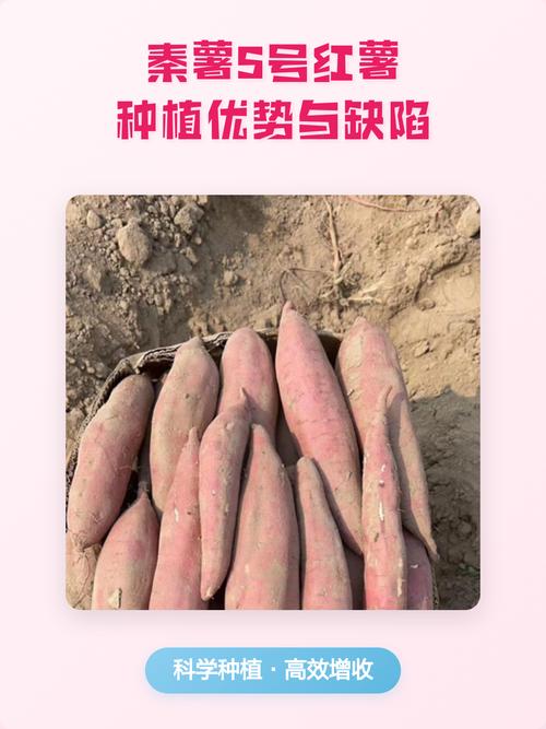 秦薯5号为啥叫板栗薯