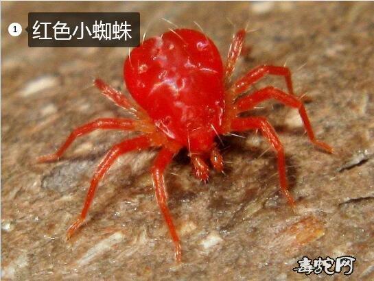 橙红色的小蜘蛛有毒吗