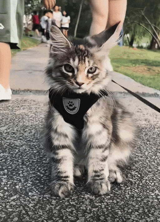 qq动态昵称小猫代码
