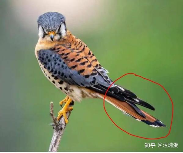 鸟字旁加个隹缩略图