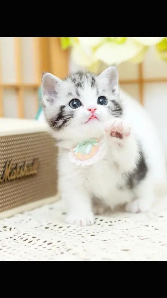 抖音小奶猫视频